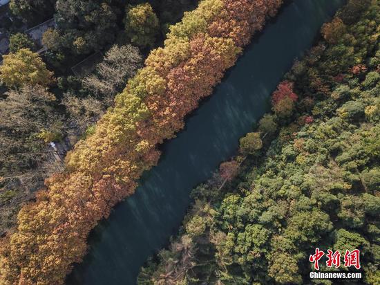 10月24日,航拍贵阳市花溪区平桥黄金大道,河畔的法国梧桐树叶金黄,秋色美不胜收。 中新社记者 瞿宏伦 摄 10月24日,航拍贵阳市花溪区平桥黄金大道,河畔的法国梧桐树叶金黄,秋色美不胜收。 中新社记者 瞿宏伦 摄