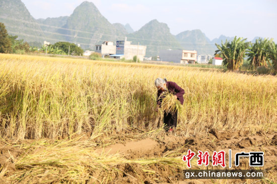 图为在整理稻田的群众 中新社记者 林浩 摄