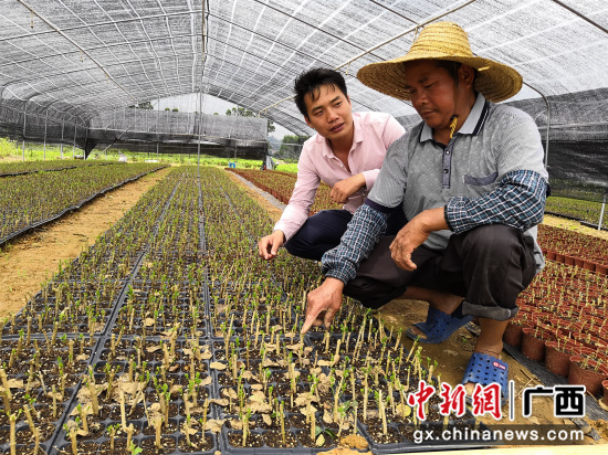 闭东海（左）指导村民种植茉莉花盆栽  陈寿欢摄