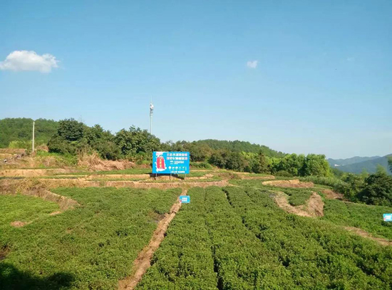 王老吉凉茶仙草种植基地 王老吉凉茶仙草种植基地