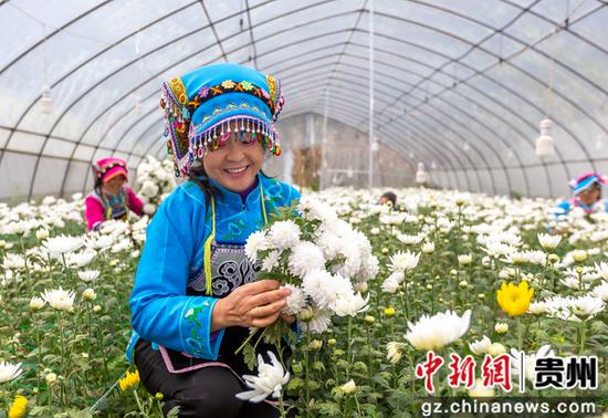 贵州省毕节市黔西县钟山镇铜鼓村村民在采收白菊。范晖 摄 贵州省毕节市黔西县钟山镇铜鼓村村民在采收白菊。范晖 摄