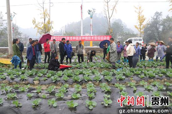 客楼镇2020年秋冬种蔬菜种植技术培训现场 客楼镇2020年秋冬种蔬菜种植技术培训现场