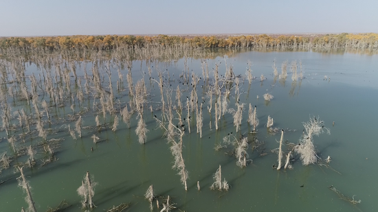 新疆巴州：塔里木河流域迎来上百只野生鸬鹚
