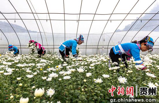 贵州省毕节市黔西县钟山镇铜鼓村村民在采收白菊。 范晖 摄 贵州省毕节市黔西县钟山镇铜鼓村村民在采收白菊。 范晖 摄