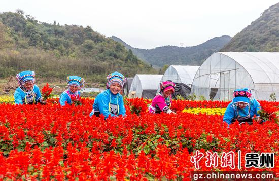 贵州省毕节市黔西县钟山镇铜鼓村村民在进行花卉去枝管护。范晖 摄 贵州省毕节市黔西县钟山镇铜鼓村村民在进行花卉去枝管护。范晖 摄