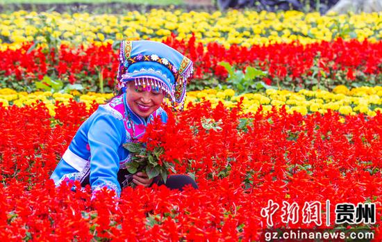 贵州省毕节市黔西县钟山镇铜鼓村村民在进行花卉去枝管护。范晖 摄