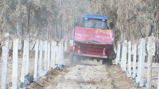 新疆巴州：戈壁滩16.8万亩酿酒葡萄陆续进入“冬眠”期