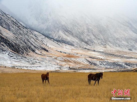 青松映雪大河奔流 新疆冬牧场景致别样