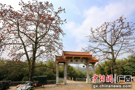 橫縣校椅鎮嶺腳村 黃汝德攝
