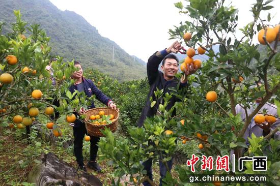 图为村民高兴地采摘丰收的柚子