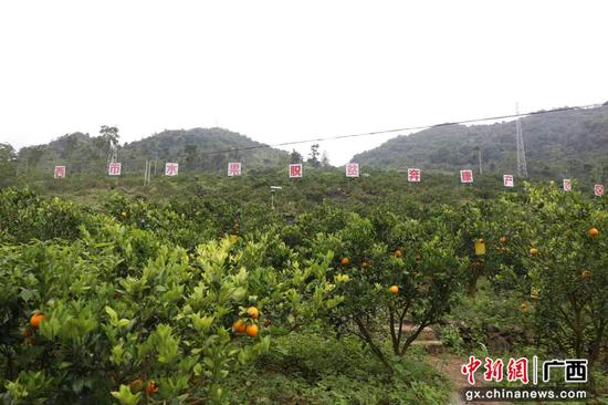 图为长满柚子树的南坡乡原石山地