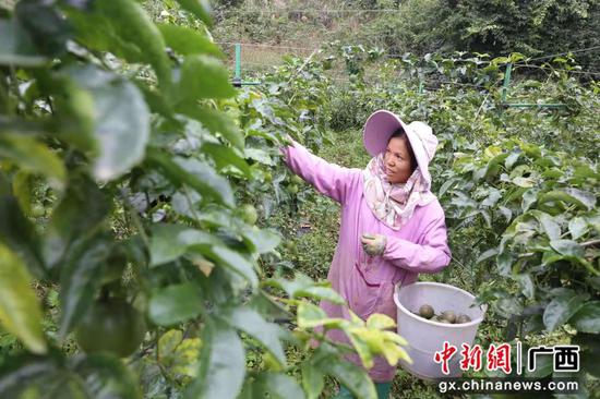 图为南坡乡村民种植百香果脱贫