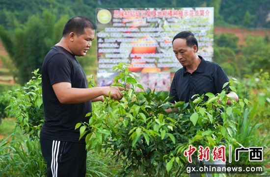 圖為梁克莽(右一)跟第一書記黃欣查看復墾地沃柑長勢 圖為梁克莽(右一)跟第一書記黃欣查看復墾地沃柑長勢