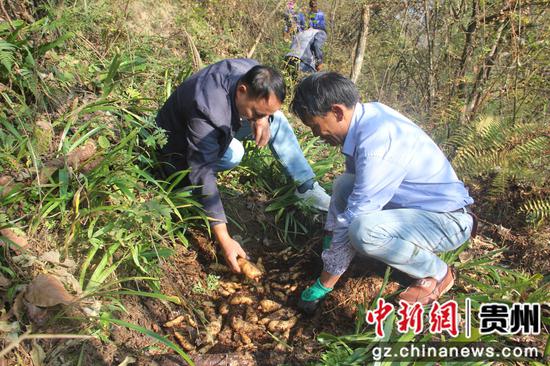 李发才和村民在采收天麻 李发才和村民在采收天麻