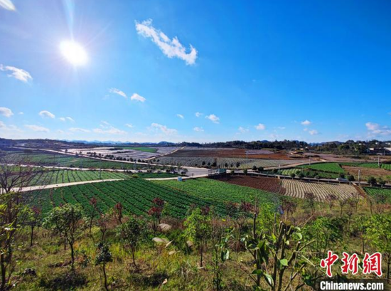 图为贵州省毕节市威宁县蔬菜基地。宁南 摄 图为贵州省毕节市威宁县蔬菜基地。宁南 摄