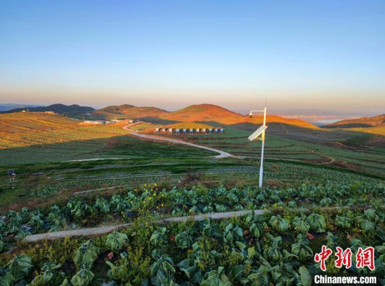 图为贵州省毕节市威宁县蔬菜基地。宁南 摄 图为贵州省毕节市威宁县蔬菜基地。宁南 摄