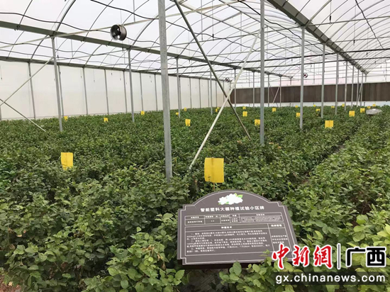 茉莉种植智能玻璃大棚 茉莉种植智能玻璃大棚