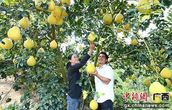 图为曾健、肖颖夫妻俩观察柚果成熟状况。封晓天 摄 图为曾健、肖颖夫妻俩观察柚果成熟状况。封晓天 摄