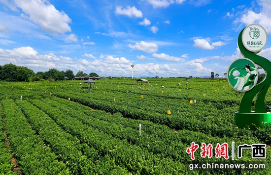 美丽中华茉莉园(零慧兰 摄)