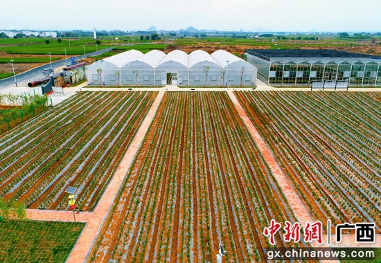 茉莉花数字化生产基地 黄汝德 摄