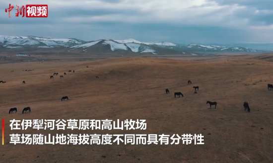实拍初冬新疆昭苏高原：如油画一般
