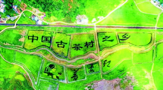 图为稻田中的“中国古茶树之乡”字样。 图为稻田中的“中国古茶树之乡”字样。