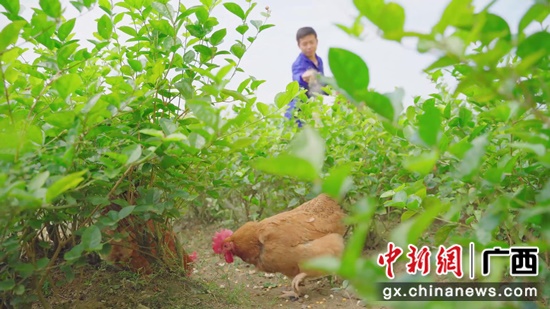 横县陶圩养殖户给鸡喂食含有茉莉花干的粉料 商良坤 摄 横县陶圩养殖户给鸡喂食含有茉莉花干的粉料 商良坤 摄