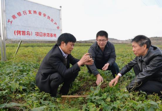 图为易桂林了解何首乌种植情况。 图为易桂林了解何首乌种植情况。