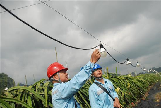供电工作人员在火龙果种植基地检查用电情况。刘晓峰 摄
