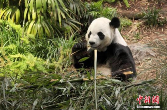 资料图:2019年7月上旬,生活在加拿大卡尔加里动物园的中国大熊猫“大毛” 正在食用来自家乡成都的鲜竹。