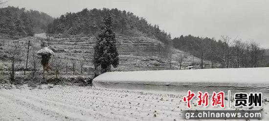 12月3日贵州省德江县楠杆乡雪景。 张军 摄