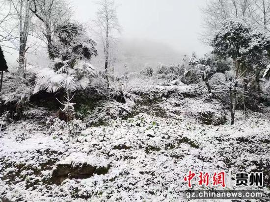 12月3日贵州省德江县沙溪乡雪景。 罗仕林 摄
