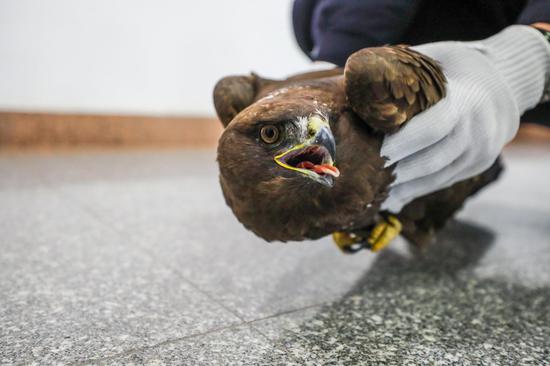 新疆博州民警連續救助兩只國家一級保護動物——金雕、北山羊