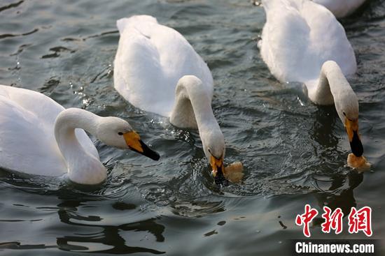 12月6日，在孔雀河畔天鹅享受政府的“特殊冬饭”。　师羌生 摄
