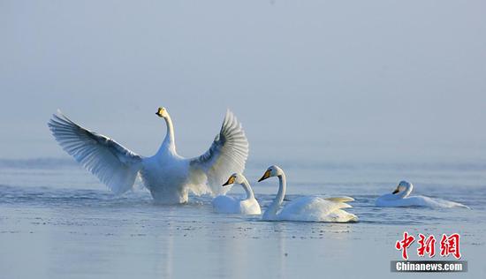 新疆乌伦古湖 留守天鹅湖面上演“水上芭蕾”
