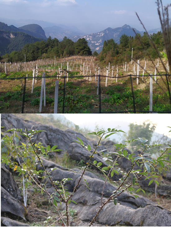 永胜村猕猴桃基地(上)和种植的花椒(下) 永胜村猕猴桃基地(上)和种植的花椒(下)