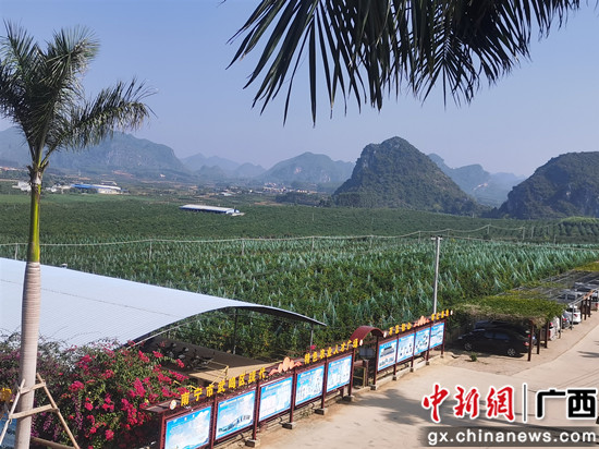 图为沃柑标准化种植园 记者 林浩 摄