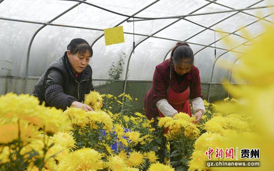 村民正在采摘金丝皇菊 村民正在采摘金丝皇菊