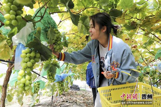 大方县九驿街道岩下社区采摘园游客采摘葡萄。（付猛 摄）
