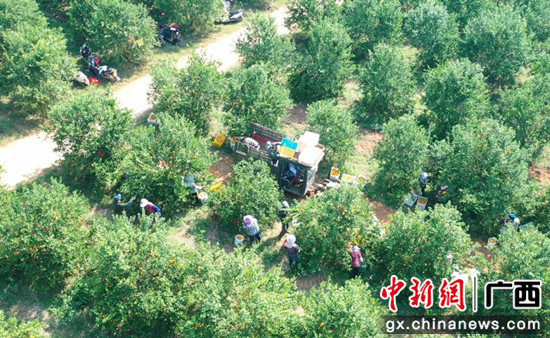 图为果农在果园采摘沃柑