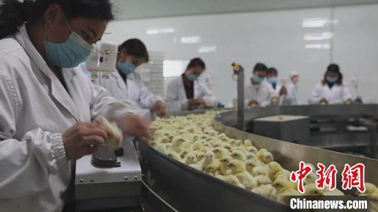 新疆南部崛起富民產業群 特色養殖“養”出幸福生活