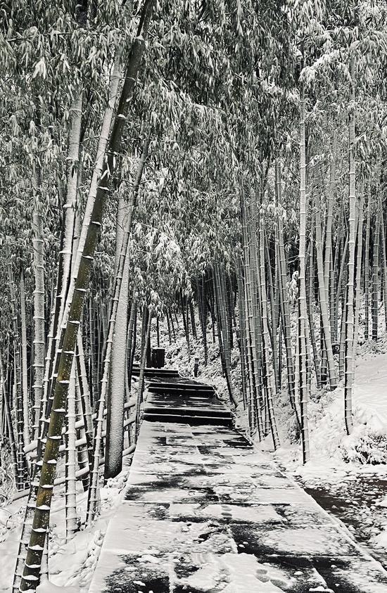 杭●州径山寺附近的竹径在降雪后呈现银装素裹々之景。玄应（通讯员） 摄