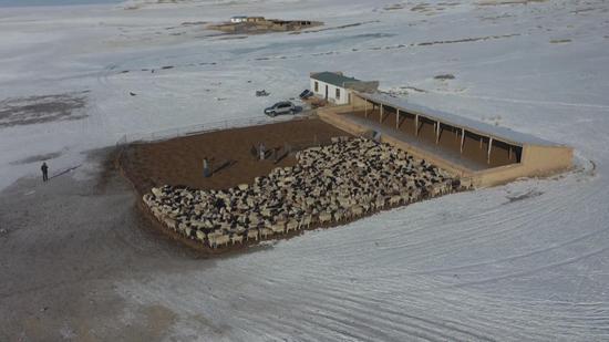 新疆巴州備足草料 確保巴音布魯克草原110余萬頭牲畜安全越冬