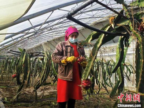 新疆塔縣:寒冷高原結出“熱帶果” 設施農業助民增收