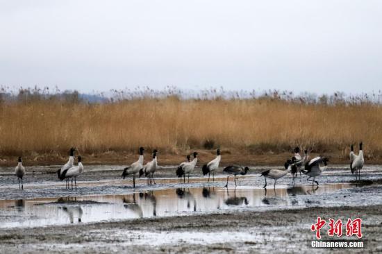 资料图：贵州草海保护区内的黑颈鹤。中新社记者 瞿宏伦 摄