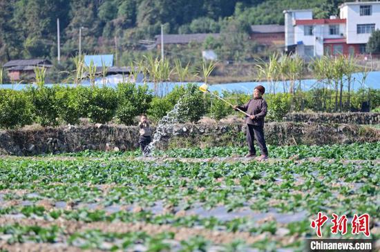 从江县贯洞镇的村民在菜地里给蔬菜浇水。　吴德军 摄