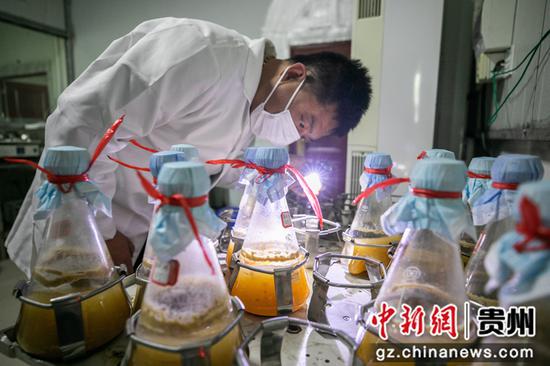 12月23日，村民在贵州省毕节市大方县慕俄格街道办关井村乌蒙腾菌业车间里查看菌种培养情况。