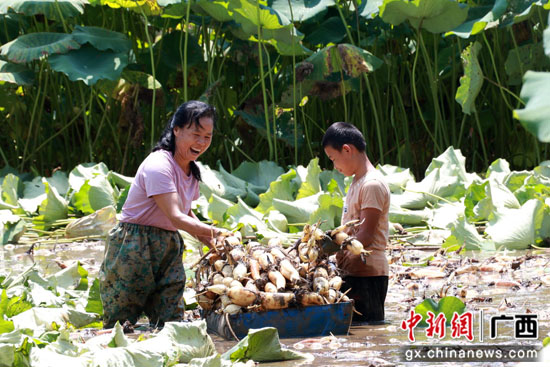 广西桂林市平乐县拓宽产业路 托起致富梦