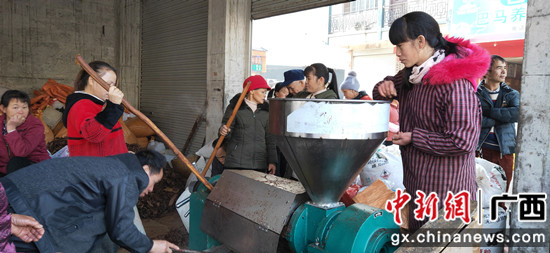 图为碾压茶果现场