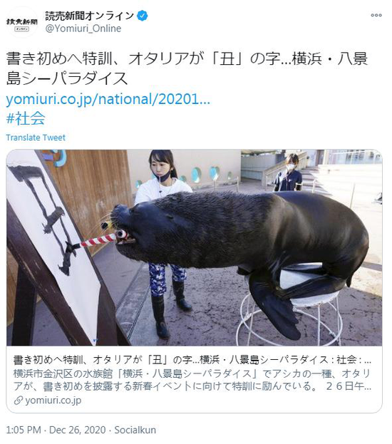 当地时间26日上午,日本横滨八景岛海洋乐园内,一头海狮“挥毫”写下了一个大大的“丑”字,以迎接即将到来的辛丑牛年。(图片来源:日本《读卖新闻》社交媒体账号截图)